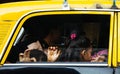 Mumbai, India: Girl with hand henna tattoo holding the window glass of a traditional yellow and black Mumbai India taxi. Royalty Free Stock Photo